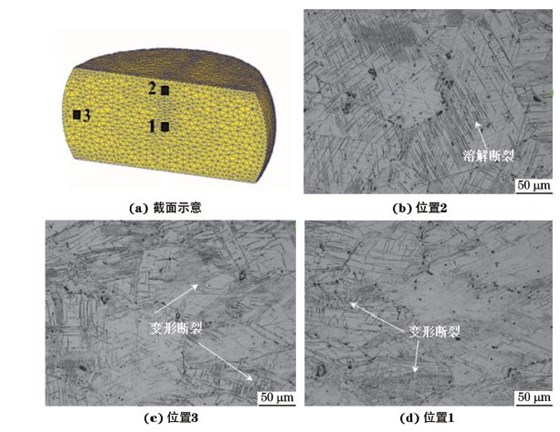 圖３ 在９８０ ℃、應變速率為０．０１０s－１下壓縮至應變量為３０％后GH４１６９合金不同區(qū)域的顯微組織