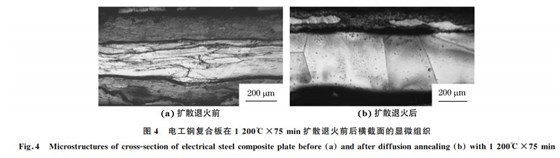 圖４ 電工鋼復(fù)合板在１２００℃×７５min擴(kuò)散退火前后橫截面的顯微組織