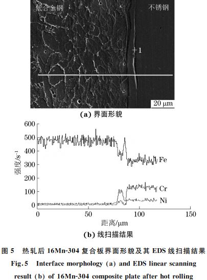 圖５ 熱軋后１６MnＧ３０４復(fù)合板界面形貌及其 EDS線掃描結(jié)果