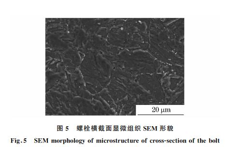 圖５ 螺栓橫截面顯微組織SEM 形貌