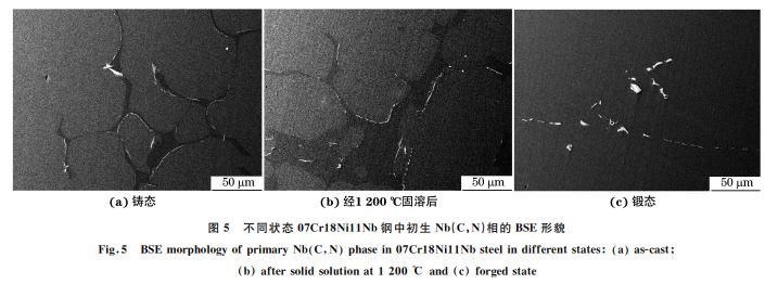 圖5 不同狀態(tài)07Cr18Ni11Nb鋼中初生 Nb(C，N)相的 BSE形貌